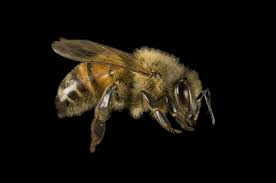 Imagen de abeja en detalle - imagen 3